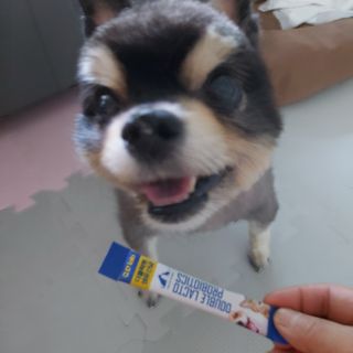 씨디랩 구강에서 장까지 한 번에 관리하는 더블락토 강아지 고양이 유산균 — 4점을 준 리뷰어가 2021년 6월 올린 사용 사진