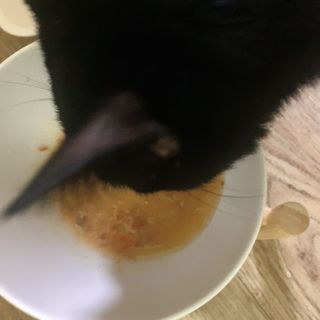 비타크래프트 고양이 수프 50g 3가지맛 x4팩씩 총 12팩 — 5점을 준 리뷰어가 2021년 10월 올린 사용 사진