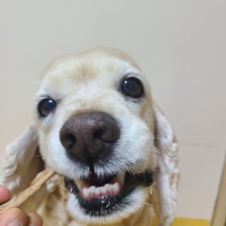 [보헤리] 국내산 강아지 육포간식 바삭 64 2종 — 5점을 준 리뷰어가 2022년 4월 올린 사용 사진