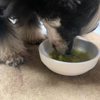 베이컨박스 [BACON] 강아지 수제간식 간편 동결건조 스튜 2종 - 황태, 초록 홍합 — 4점을 준 리뷰어가 2021년 1월 올린 사용 사진