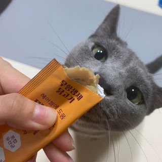페페로니 맛있는 스틱 - 무항생제 닭고기 15개 + 원양선 참치 15개 — 5점을 준 리뷰어가 2021년 10월 올린 사용 사진