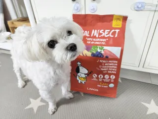 [푸디웜] 라포그  리얼인섹트 관절 저알러지 강아지 사료  1.2KG — 5점을 준 리뷰어가 2022년 8월 올린 사용 사진