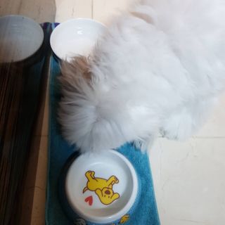 My Pet Care 천연단백질 치아건강에 개좋아 — 5점을 준 리뷰어가 2021년 1월 올린 사용 사진