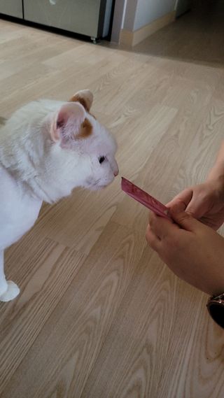 페페로니 잘 먹는 캣츄 - 무항생제 닭고기 12개 + 알래스카 연어 12개 — 5점을 준 리뷰어가 2021년 7월 올린 사용 사진
