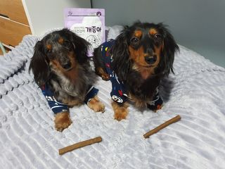 My Pet Care 천연단백질 치아건강에 개좋아 — 5점을 준 리뷰어가 2021년 2월 올린 사용 사진