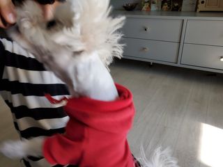 My Pet Care 천연단백질 관절건강에 개좋아 — 5점을 준 리뷰어가 2021년 2월 올린 사용 사진