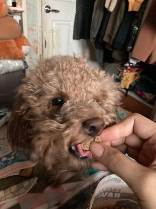 [보장균수500만] 건강한장 프로젝트 강아지사료 보스독 프로바이오틱스 340.19g 2종 — 5점을 준 리뷰어가 2021년 1월 올린 사용 사진