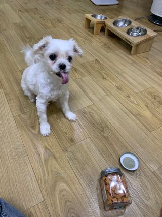 페페로니 진짜 오메가3 연어+소고기 180g+180g — 5점을 준 리뷰어가 2021년 7월 올린 사용 사진