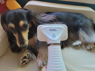 아베크 펫 강아지 고양이 애견 에어 브러쉬 드라이기 올인원 — 5점을 준 리뷰어가 2021년 7월 올린 사용 사진