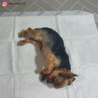 아베크 펫 와이드 프리미엄 대형 애견 강아지 배변 패드 30매 1팩 80g — 5점을 준 리뷰어가 2021년 7월 올린 사용 사진