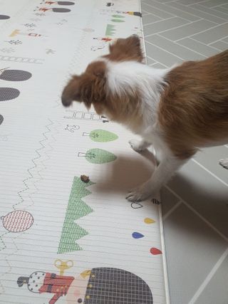 My Pet Care 천연단백질 관절건강에 개좋아 — 4점을 준 리뷰어가 2021년 1월 올린 사용 사진