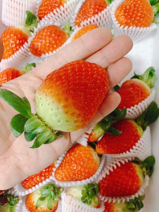 옳음 딸기 논산 설향 딸기 900g 산지직송 — 5점을 준 리뷰어가 2021년 1월 올린 사용 사진