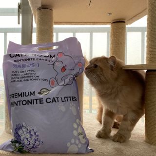 겟플렉스 켓플렉스 캣츠룸BS-1 고양이모래 4kg — 5점을 준 리뷰어가 2020년 12월 올린 사용 사진