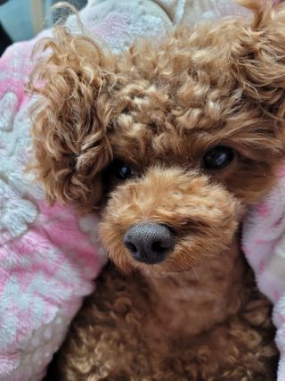 My Pet Care 모발과 모질 피부건강에 개좋아 — 5점을 준 리뷰어가 2021년 1월 올린 사용 사진
