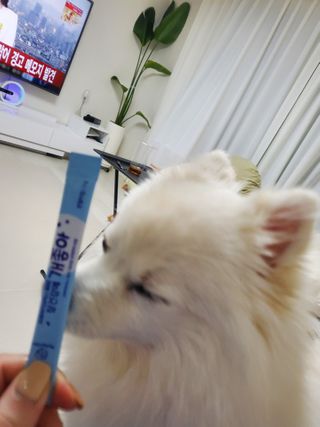 My Pet Care 장건강에 개좋아 — 5점을 준 리뷰어가 2021년 2월 올린 사용 사진
