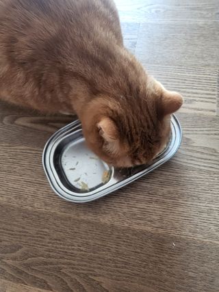 [펫시밀] 원물그대로 강원도 인제군 용대리 무염황태채 60g 강아지 고양이 프리미엄 수제간식 — 5점을 준 리뷰어가 2023년 11월 올린 사용 사진