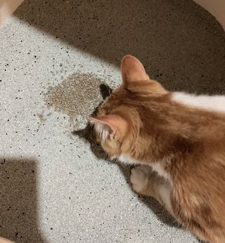오둥이맘님이 올린 리뷰 사진 1