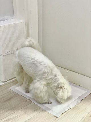 황순희님이 올린 리뷰 사진 2