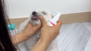 프리[경남제약 레모나x댕모어]  강아지 고양이 구취제거 충치 예방 덴탈클리너 120ml — 5점을 준 리뷰어가 2024년 7월 올린 사용 사진