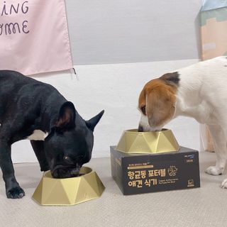 [세싹보울] 세균 싹~ 사라지는 셀앤핏 펫 항균동 애견식기 — 5점을 준 리뷰어가 2021년 6월 올린 사용 사진