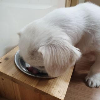 영국 바이탈린 강아지 애견사료 2kg — 5점을 준 리뷰어가 2021년 6월 올린 사용 사진