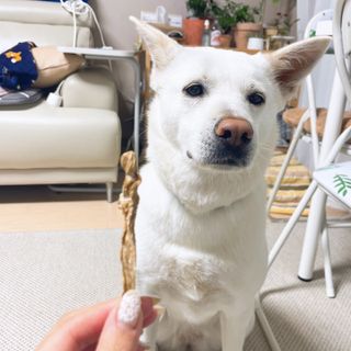 [보헤리] 국내산 강아지 육포간식 바삭 64 2종 — 5점을 준 리뷰어가 2022년 4월 올린 사용 사진