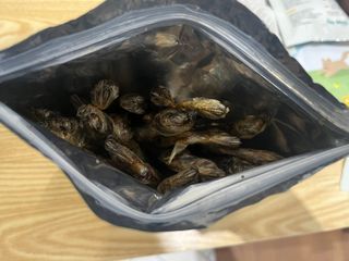 [펫시밀] 원물그대로 영양듬뿍 진공동결건조 치킨텐더100g, 열빙어트릿100g 강아지 고양이 간식 — 5점을 준 리뷰어가 2023년 5월 올린 사용 사진