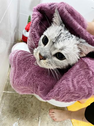 마리앤루이펫샴푸 [mari and louie pet shampoo] — 5점을 준 리뷰어가 2021년 6월 올린 사용 사진