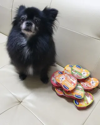 비타크래프트 조에시 하트캔 85g 강아지 습식캔 10캔 — 5점을 준 리뷰어가 2021년 9월 올린 사용 사진