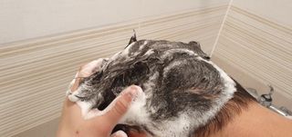 르핸스 퍼포밍 5 샴푸 비반트 포렛/베티버 포그 — 5점을 준 리뷰어가 2022년 12월 올린 사용 사진