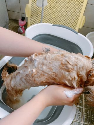 버츠비 퍼피투인원 티어리스 샴푸 앤 컨디셔너 — 5점을 준 리뷰어가 2021년 7월 올린 사용 사진