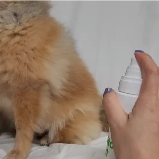 whol 키토미스트 150ml + 실리콘바디브러쉬  강아지 고양이 항균항바이러스, 강력탈취 피부 보습,무향 — 5점을 준 리뷰어가 2022년 9월 올린 사용 사진