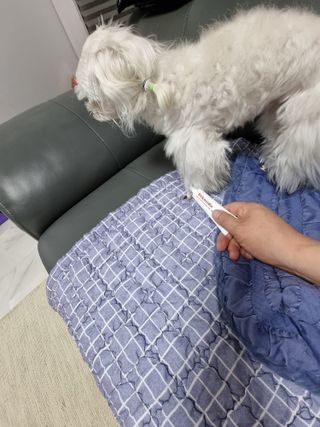 [자유펫] 시코니딘 고양이 강아지 피부 보습 연고 20g — 5점을 준 리뷰어가 2021년 11월 올린 사용 사진