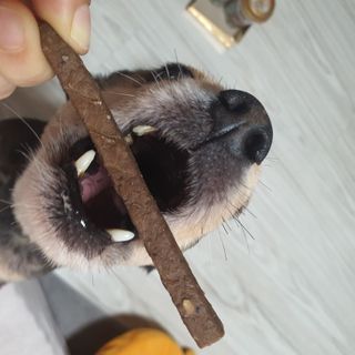 My Pet Care 천연단백질 치아건강에 개좋아 — 5점을 준 리뷰어가 2021년 1월 올린 사용 사진