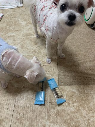 페페로니 클린플러스 덴탈오리껌 10g x 14p — 2.5점을 준 리뷰어가 2021년 7월 올린 사용 사진