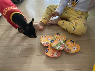 비타크래프트 조에시 하트캔 85g 강아지 습식캔 10캔 — 5점을 준 리뷰어가 2021년 10월 올린 사용 사진