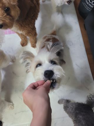 포비맘님이 올린 리뷰 사진 3