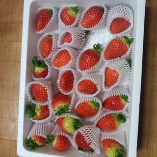 옳음 딸기 논산 설향 딸기 900g 산지직송 — 5점을 준 리뷰어가 2021년 1월 올린 사용 사진