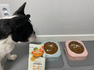 씨디랩 속이 편한 강아지 사료 소프트발란스 기호성 좋은 발효사료 피부와 위장 관절과 위장 — 5점을 준 리뷰어가 2021년 3월 올린 사용 사진