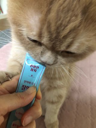 페페로니 잘 먹는 캣츄 - 원양선 참치 24개입 — 5점을 준 리뷰어가 2021년 7월 올린 사용 사진