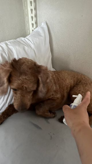 mongswelyeojunmom님이 올린 리뷰 사진 1