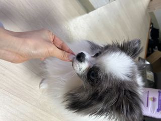 캐닌캐비어 알카라인 홀리스틱 그레이프리 앙뜨레 ALS_4종 오픈스카이, 와일드오션, 프리스피릿, 스페셜니즈 — 5점을 준 리뷰어가 2023년 1월 올린 사용 사진