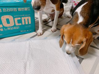 아베크 펫 와이드 프리미엄 대형 애견 강아지 배변 패드 30매 1팩 80g — 5점을 준 리뷰어가 2021년 7월 올린 사용 사진