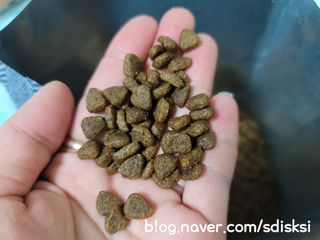 영국 바이탈린 강아지 애견사료 2kg — 5점을 준 리뷰어가 2021년 6월 올린 사용 사진