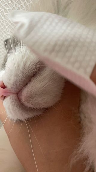 [자유펫] 고양이 턱드름 여드름 예방 및 제거 세트, 블랙씨드케어박스 — 5점을 준 리뷰어가 2021년 10월 올린 사용 사진