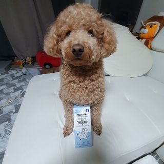 My Pet Care 장건강에 개좋아 — 5점을 준 리뷰어가 2021년 1월 올린 사용 사진