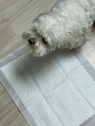 냠냠이님이 올린 리뷰 사진 1