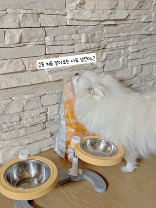 캐닌캐비어 알카라인 홀리스틱 그레이프리 앙뜨레 ALS_4종 오픈스카이, 와일드오션, 프리스피릿, 스페셜니즈 — 5점을 준 리뷰어가 2023년 2월 올린 사용 사진