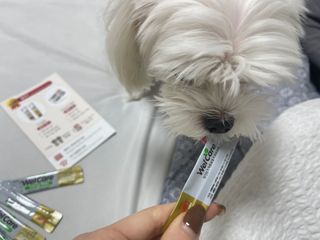 웰케어유산균 체험팩 10일분 (강아지용/고양이용) — 5점을 준 리뷰어가 2022년 12월 올린 사용 사진