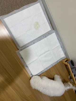 아베크 펫 와이드 프리미엄 중형 애견 강아지 배변 패드 54매 1팩 45g — 4.5점을 준 리뷰어가 2021년 7월 올린 사용 사진